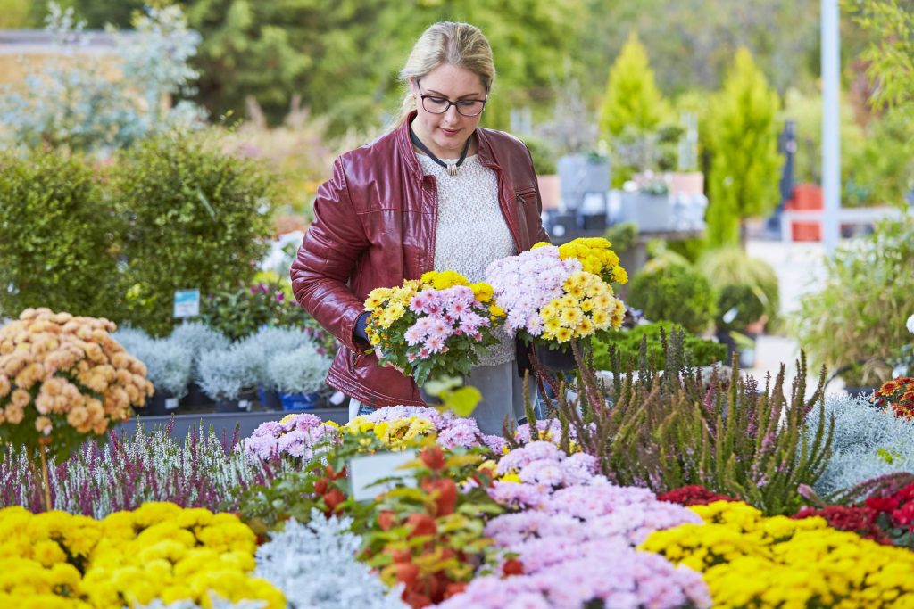 Bunte Herbstakzente für Balkon, Terrasse und Garten: Robuste Chrysanthemen gehören zu den letzten Farb-Highlights des Gartenjahres. Mit einer guten Auswahl kräftiger Pflanzen lässt sich die Blütenpracht bis weit in die kühle Jahreszeit verlängern. (Bildnachweis: GMH/FGJ).